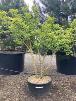 Stermagnolia Als Struik (Magnolia Stellata) -Tuinplanten Winkel magnolia susan 150175 cm cont. meerstammig