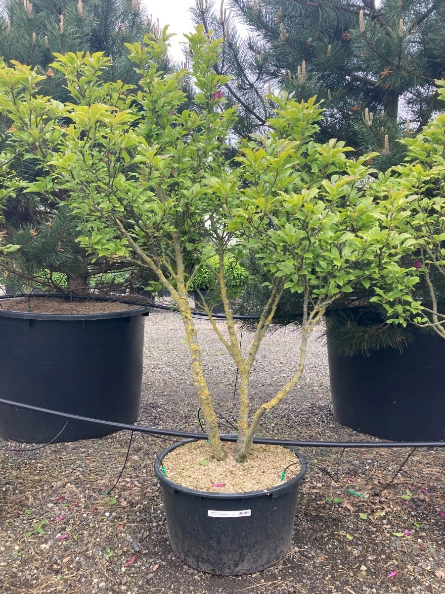 Meerstammige Beverboom (Magnolia 'Susan') 3 Meerstammige Beverboom (Magnolia 'Susan')