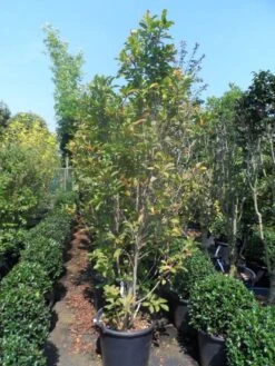 Beverboom Als Struik (Magnolia Susan) -Tuinplanten Winkel magnolia susan 175 200 c50