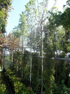 Beverboom (Magnolia 'Yellow River') -Tuinplanten Winkel magnolia yellow river 10 12 14ho cont