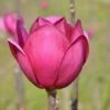 Beverboom (Magnolia 'Black Tulip') -Tuinplanten Winkel magnoliablacktulip3