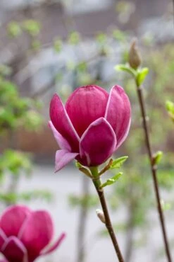 Beverboom (Magnolia 'Genie') -Tuinplanten Winkel magnoliagenie01