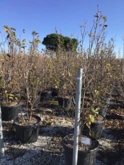 Beverboom (Magnolia 'Genie') -Tuinplanten Winkel magnoliagenie02