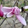 Beverboom (Magnolia 'Star Wars')