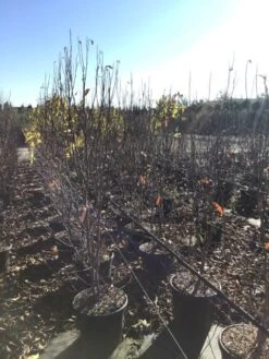 Roze Stermagnolia (Magnolia Stellata 'Rosea') -Tuinplanten Winkel magnoliastellatarosea01