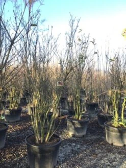 Meerstammige Beverboom (Magnolia 'Susan') 15 Meerstammige Beverboom (Magnolia 'Susan') -Tuinplanten Winkel magnoliasusanmeerstammig