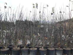 Beverboom Als Struik (Magnolia Susan) -Tuinplanten Winkel magnoliasusanwinter