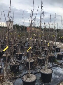 Beverboom (Magnolia Brooklynensis 'Yellow Bird') -Tuinplanten Winkel magnoliayellowbird02 1