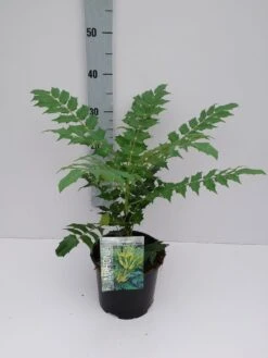 Chinese Mahoniestruik (Mahonia Bealei) -Tuinplanten Winkel mahonia 3 6