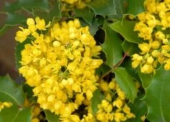 Mahoniestruik (Mahonia Aquifolium 'Apollo') -Tuinplanten Winkel mahonia apollo bloei