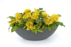 Mahoniestruik (Mahonia Aquifolium 'Apollo') -Tuinplanten Winkel mahonia apollo toepassing