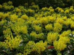 Mahoniestruik (Mahonia Aquifolium 'Apollo') -Tuinplanten Winkel mahonia apollo toepassing 1