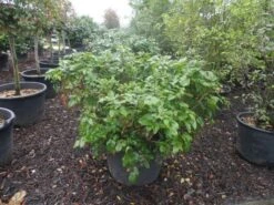 Mahoniestruik (Mahonia Aquifolium 'Apollo') -Tuinplanten Winkel mahonia aquifolium apollo c130