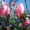 Beverboom (Magnolia 'Heaven Scent') 2 Beverboom (Magnolia 'Heaven Scent') -Tuinplanten Winkel mahscent 9
