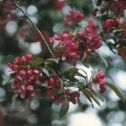 Sierappel (Malus 'Liset') -Tuinplanten Winkel maliset 8