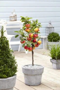 Dwerg Appel (Malus Domestica 'Mini')