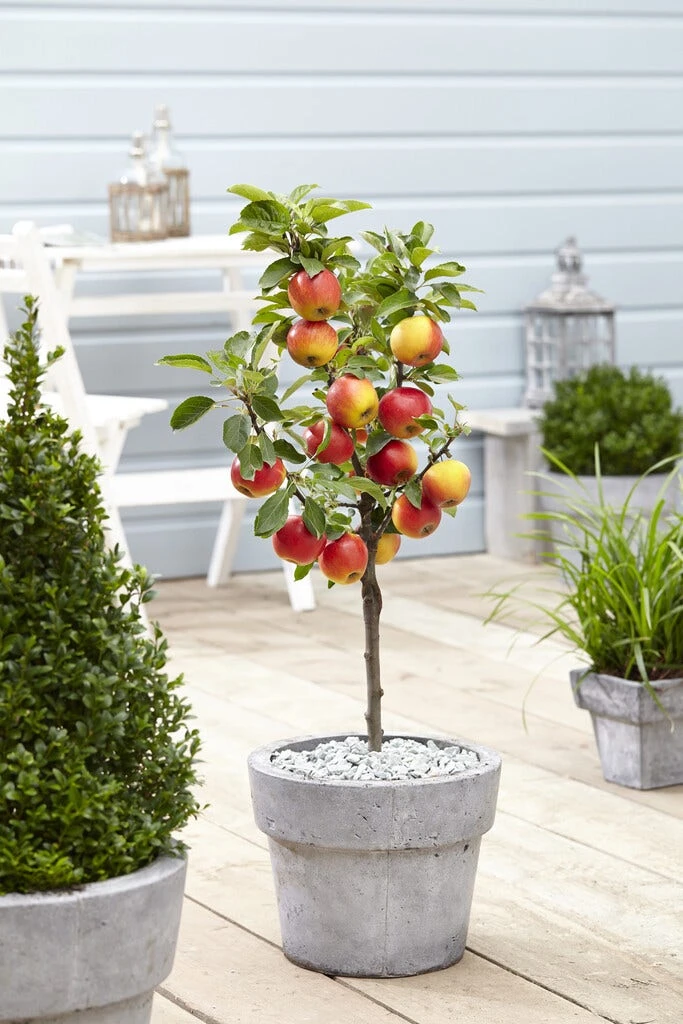 Dwerg Appel (Malus Domestica 'Mini') 3 Dwerg Appel (Malus Domestica 'Mini')