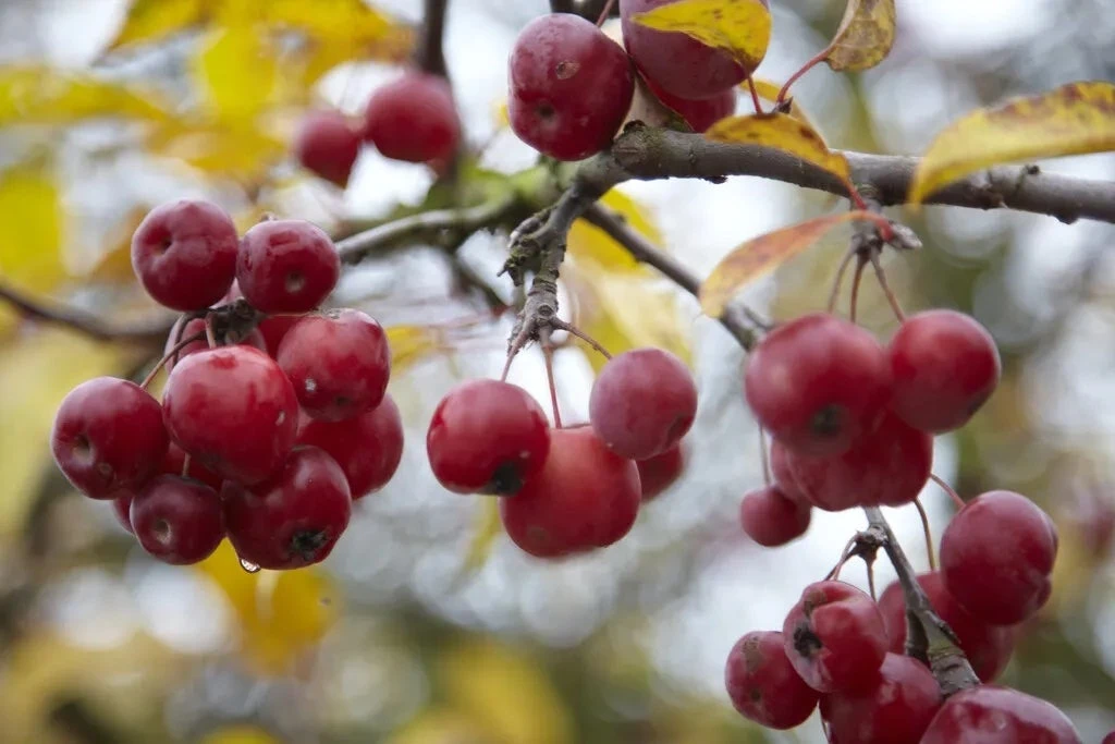 Sierappel (Malus 'Red Sentinel') 4 Sierappel (Malus 'Red Sentinel') - Afbeelding 2