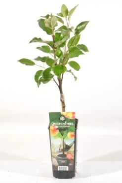 Appelboom (Malus Domestica 'Elstar') -Tuinplanten Winkel malus dom. elstar rp2l handappel zachtzuur