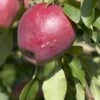 Appelboom (Malus Domestica 'Beauty Of Bath') -Tuinplanten Winkel malus domestica beauty of bath