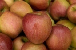 Lei-Appel (Malus Domestica 'Braeburn') -Tuinplanten Winkel malus domestica braeburn02