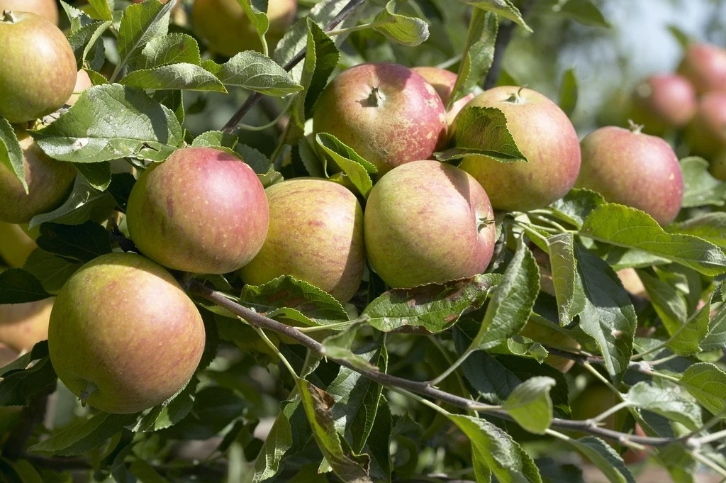 Dwerg Appel (Malus Domestica 'Mini-Cox') 6 Dwerg Appel (Malus Domestica 'Mini-Cox') - Afbeelding 4