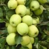 Lei-Appel (Malus Domestica 'Golden Delicious') 1 Lei-Appel (Malus Domestica 'Golden Delicious') -Tuinplanten Winkel malus domestica golden delicious