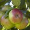 Appelboom (Malus Domestica 'Idared') -Tuinplanten Winkel malus domestica idared