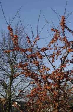 Sierappel Als Leiboom (Malus 'Evereste') -Tuinplanten Winkel malus evereste01 1