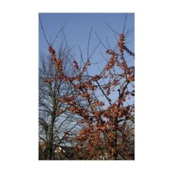Sierappel Als Struik (Malus 'Evereste') -Tuinplanten Winkel malus evereste01 2