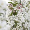 Sierappel Als Leiboom (Malus 'Evereste') -Tuinplanten Winkel malus evereste02 1