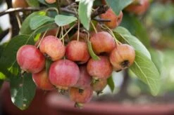 Sierappel Als Leiboom (Malus 'Evereste') -Tuinplanten Winkel malus evereste03 2