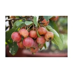 Sierappel Als Struik (Malus 'Evereste') -Tuinplanten Winkel malus evereste03 3