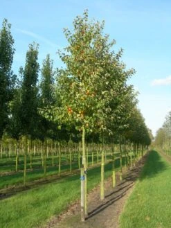 Grote Sierappel (Malus 'Evereste') 11 Grote Sierappel (Malus 'Evereste') -Tuinplanten Winkel malus evereste 20 25
