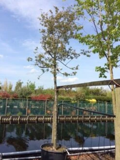 Sierappel (Malus 'Evereste') -Tuinplanten Winkel malus evereste 2025cm