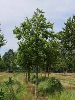 Grote Sierappel (Malus 'Evereste') 12 Grote Sierappel (Malus 'Evereste') -Tuinplanten Winkel malus evereste 25 30