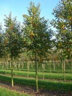 Grote Sierappel (Malus 'Evereste') 13 Grote Sierappel (Malus 'Evereste') -Tuinplanten Winkel malus evereste 30 35