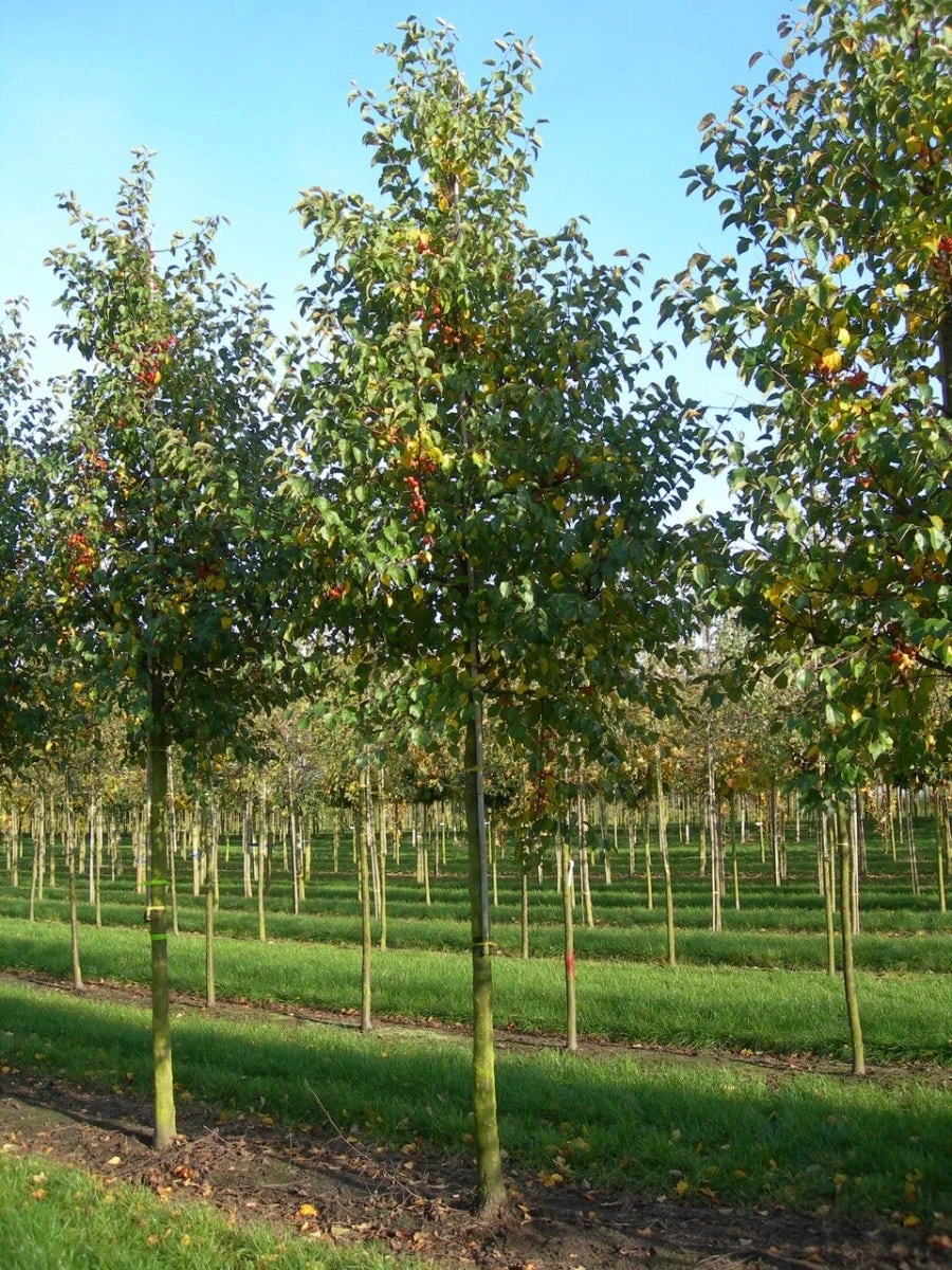 Grote Sierappel (Malus 'Evereste') 8 Grote Sierappel (Malus 'Evereste') - Afbeelding 6