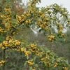 Sierappel (Malus 'Golden Hornet') -Tuinplanten Winkel malus golden hornet01