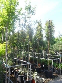 Sierappel (Malus 'Golden Hornet') -Tuinplanten Winkel malus golden hornet 10 12ho cont