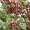 Sierappel (Malus 'John Downie') 1 Sierappel (Malus 'John Downie') -Tuinplanten Winkel malus john downie01