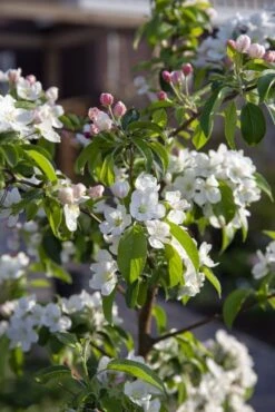 Sierappel (Malus 'Professor Sprenger') -Tuinplanten Winkel malus professor sprenger01