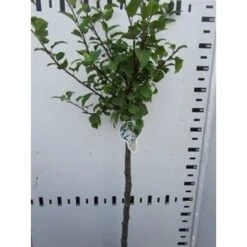 Sierappel Op Stam (Malus 'Red Sentinel') -Tuinplanten Winkel malus red sentinel 100cm