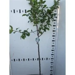 Sierappel Op Stam (Malus 'Red Sentinel') -Tuinplanten Winkel malus red sentinel 130cm