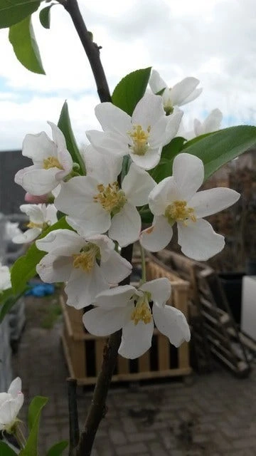 Sierappel (Malus 'Red Sentinel') 5 Sierappel (Malus 'Red Sentinel') - Afbeelding 3