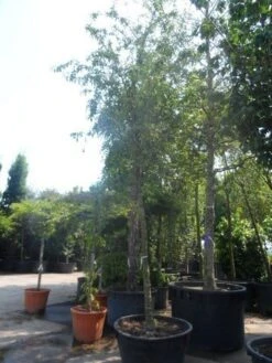 Sierappel (Malus 'Red Sentinel') 15 Sierappel (Malus 'Red Sentinel') -Tuinplanten Winkel malus red sentinel 25 30ho c500