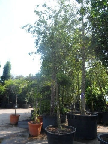 Sierappel (Malus 'Red Sentinel') 8 Sierappel (Malus 'Red Sentinel') - Afbeelding 6