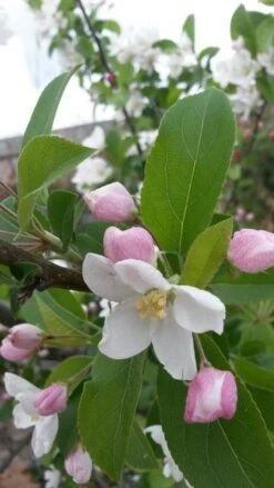 Sierappel (Malus 'Red Sentinel') 14 Sierappel (Malus 'Red Sentinel') -Tuinplanten Winkel malus red sentinel 2