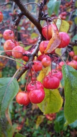 Sierappel Op Stam (Malus 'Red Sentinel') -Tuinplanten Winkel malus red sentinel 2 2