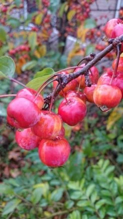 Sierappel Op Stam (Malus 'Red Sentinel') -Tuinplanten Winkel malus red sentinel 1